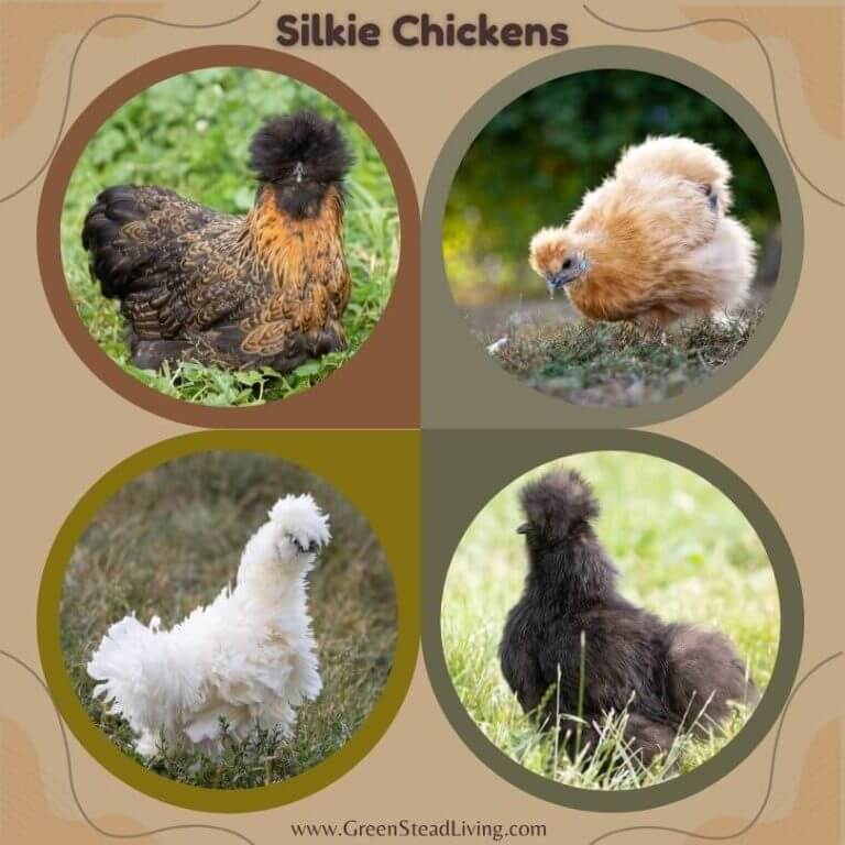 Different Types of Different Silkie Chickens