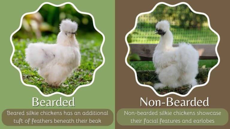 Bearded and Non-Bearded Silkies