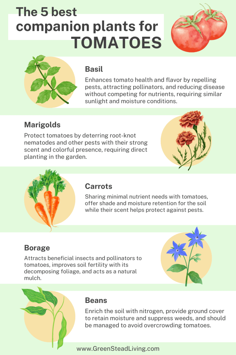best Companion plants for tomatoes