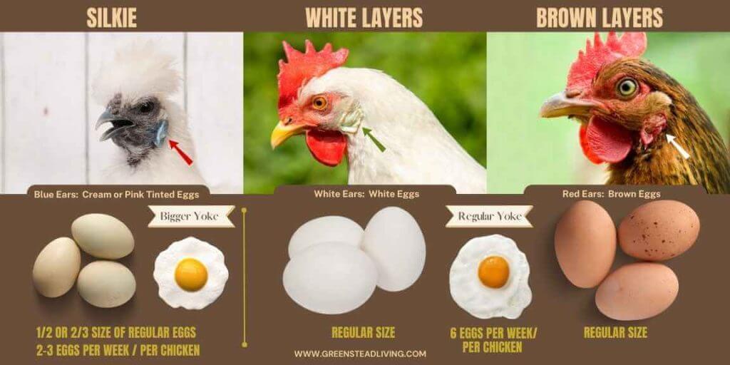 Silkie chicken egg comparison
