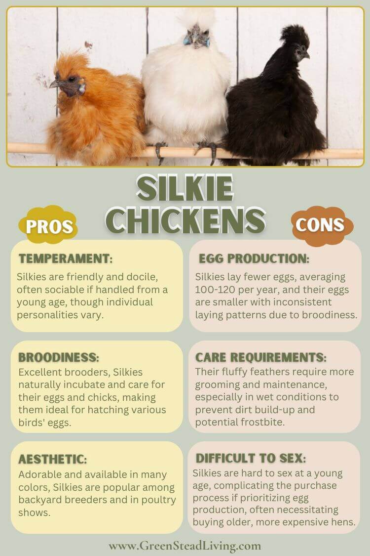 A Guide To Silkie Chickens (Having Learned The Hard Way)