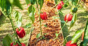 Companion Plants for Peppers - Featured Image