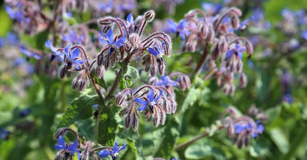 borage as a companion plant