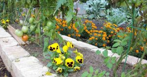 Companion Planting Chart For Vegetables