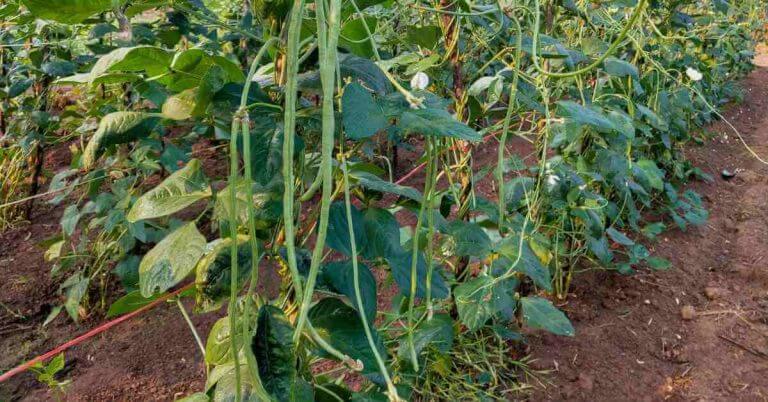 bean plant as a companion for tomato plants