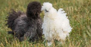 Silkie Chickens - Featured Image