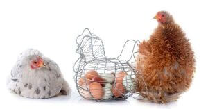 Bantam Chicken Featured Image