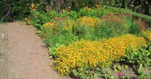 A Guide to Companion Planting