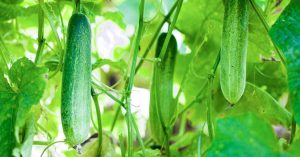 best companion plants for cucumbers - featured image