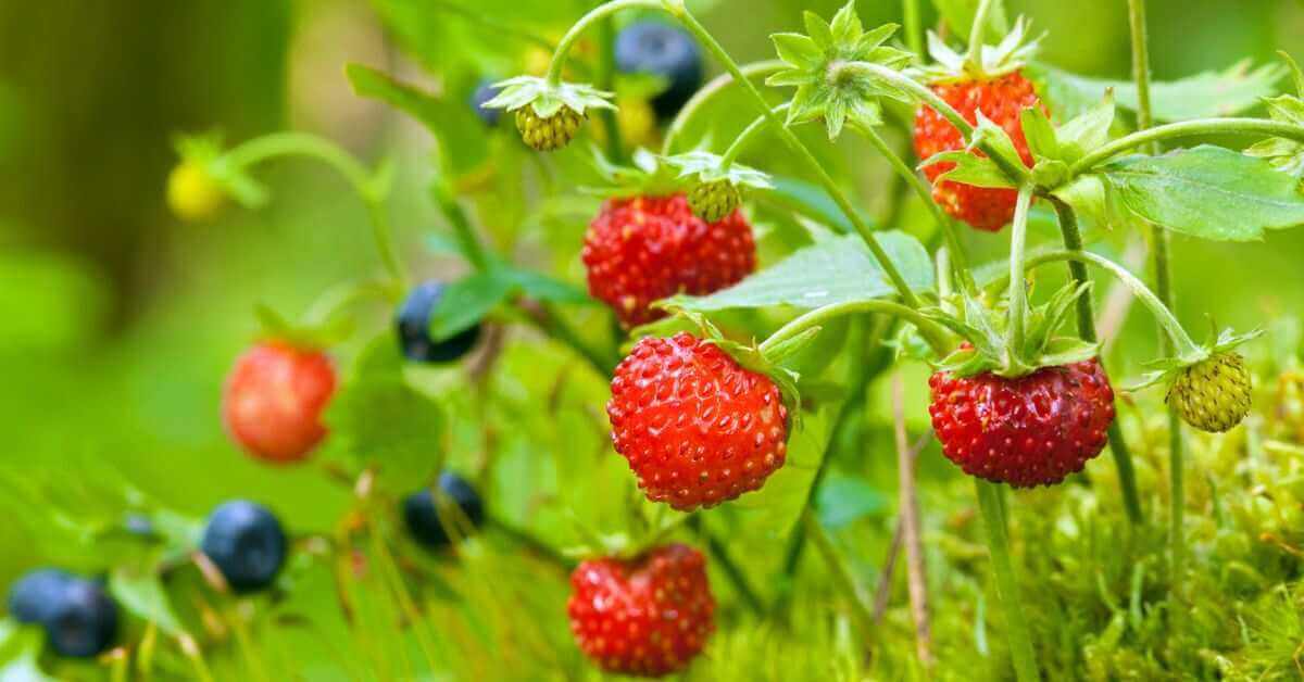 Companion Plant Fruits