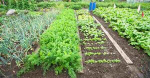 No dig gardening - featured image