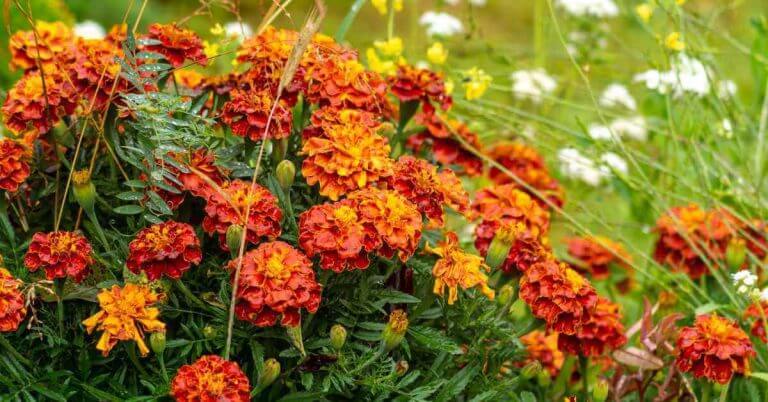 marigolds as a companion plant