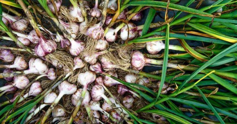 garlic as a companion plant for cucumbers