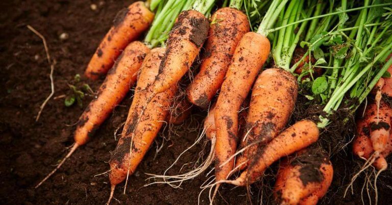 carrots as a companion plant for tomatoes