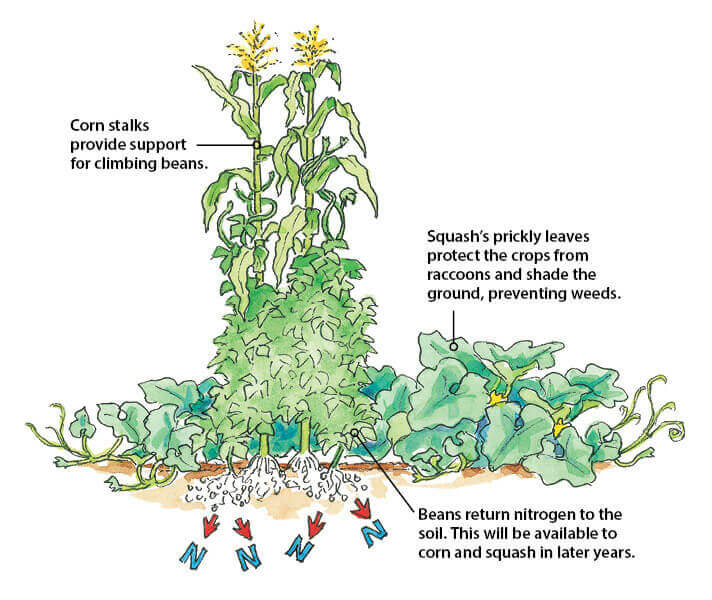 three sisters companion planting (1)