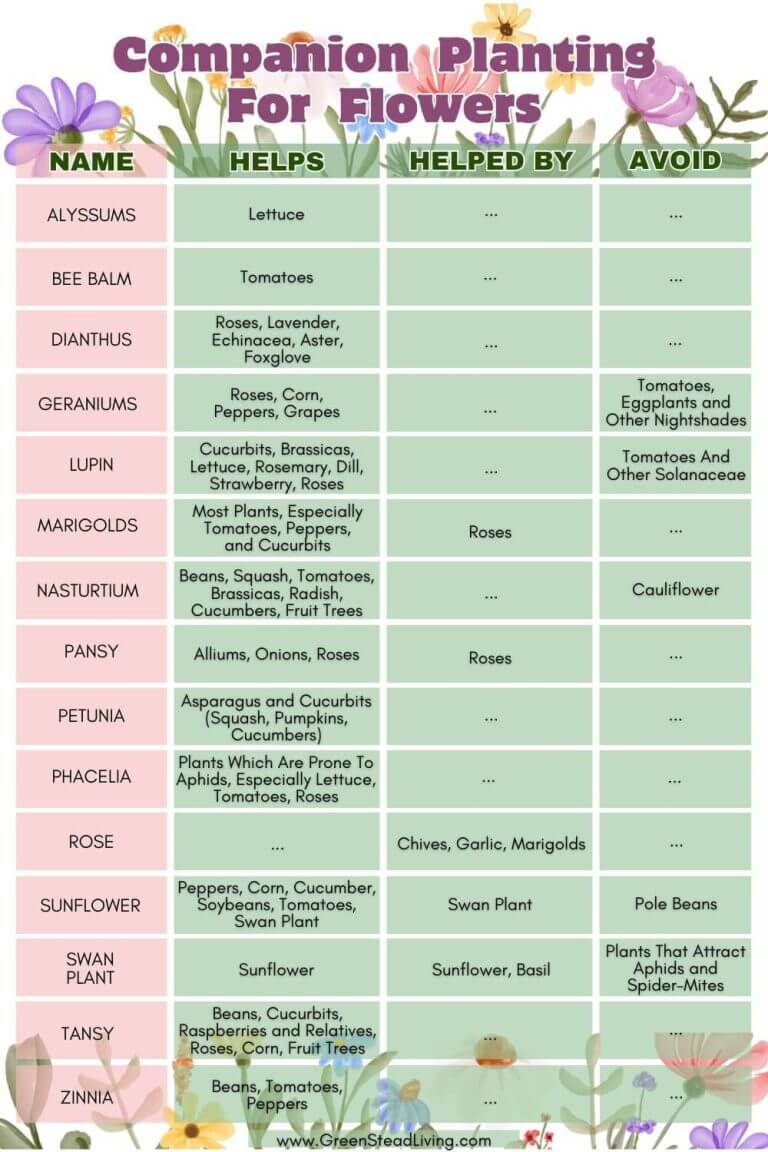 Companion Planting for Flowers (1)
