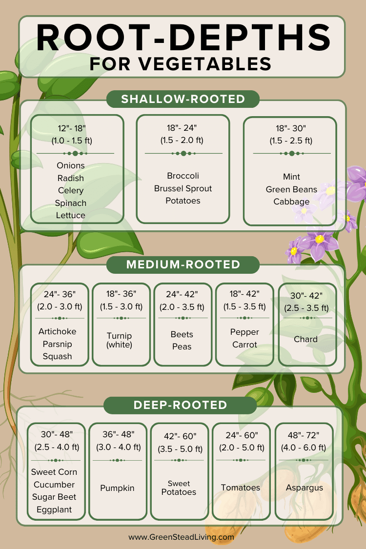 Root Depths for Vegetables