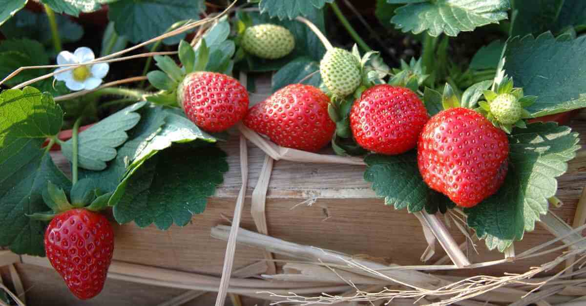 Strawberry Companion Plant