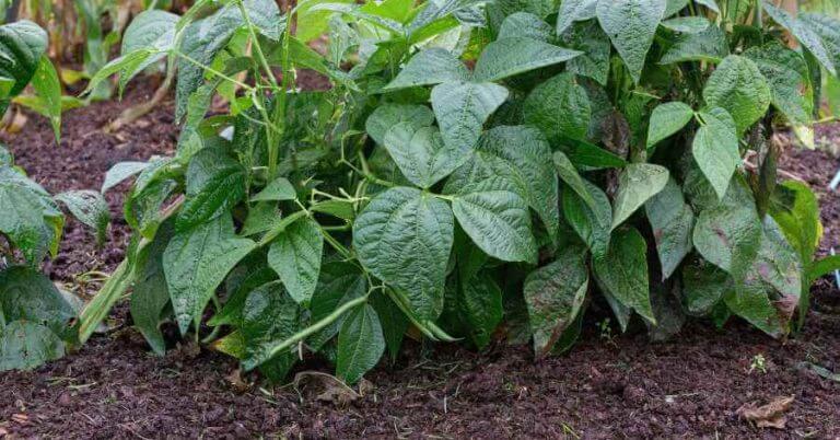 bush beans companion plant