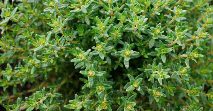 thyme as a companion plant