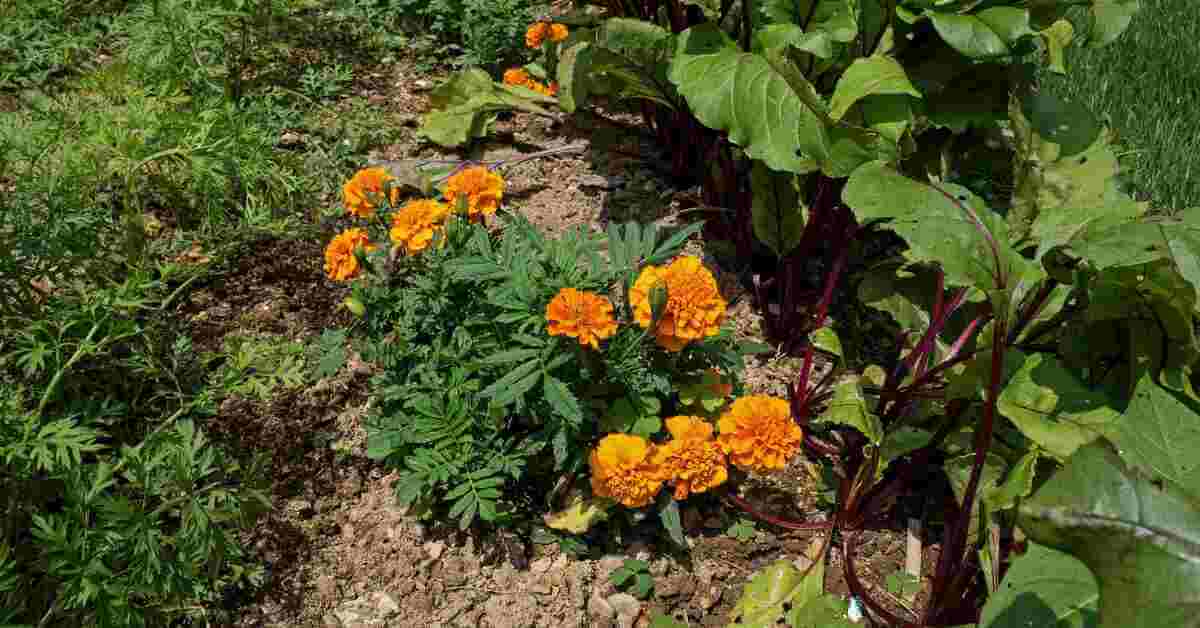 Companion planting with flowers