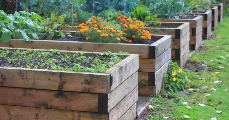 Wood Raised Beds