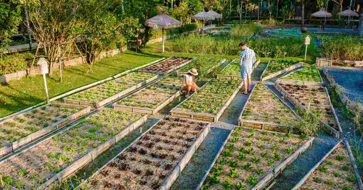 Raised Bed Gardening