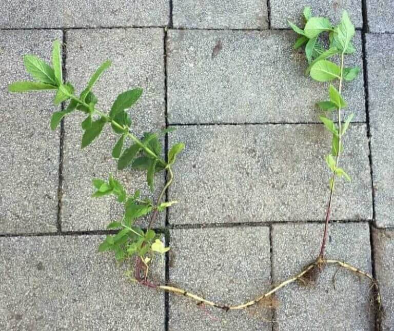 mint roots