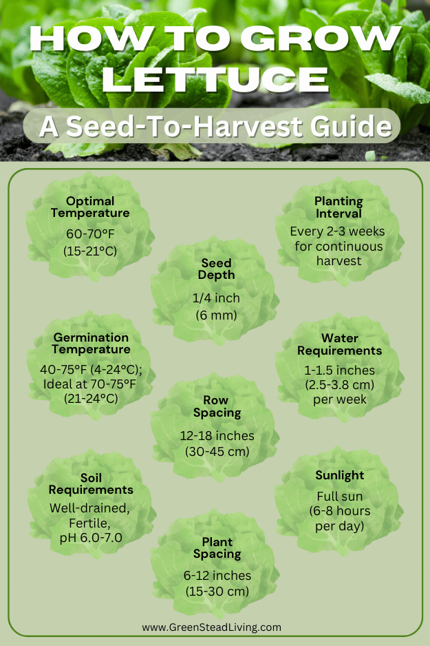 How to grow lettuce