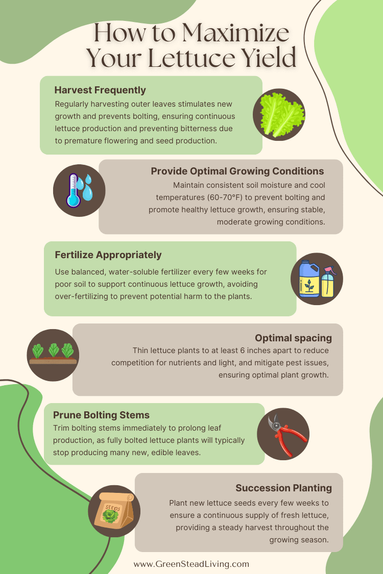 How to Maximize Your Lettuce Yield