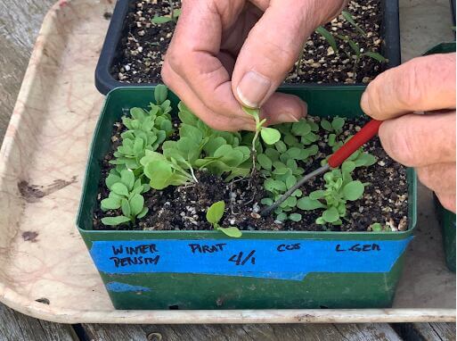 Picking out lettuce seedlings