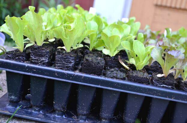 lettuce transplant ready to plant