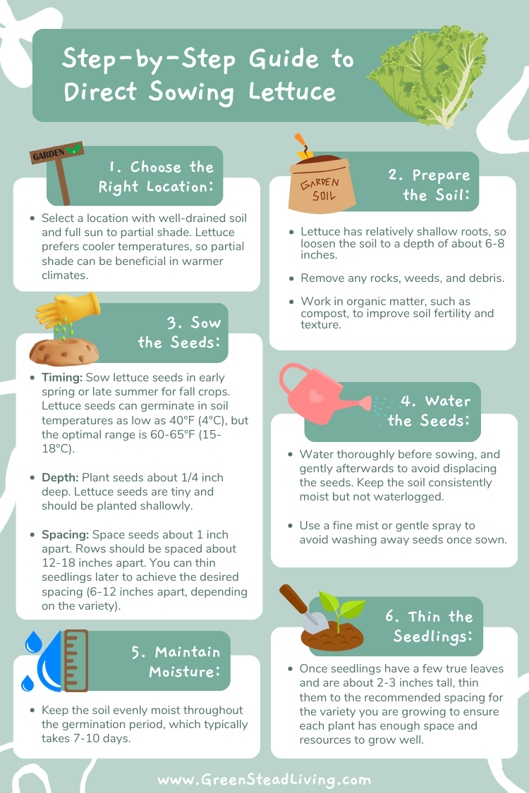 How to direct sow lettuce seeds