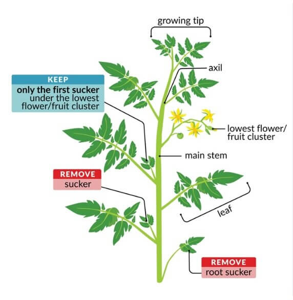Only keep the sucker under the first fruit vine.