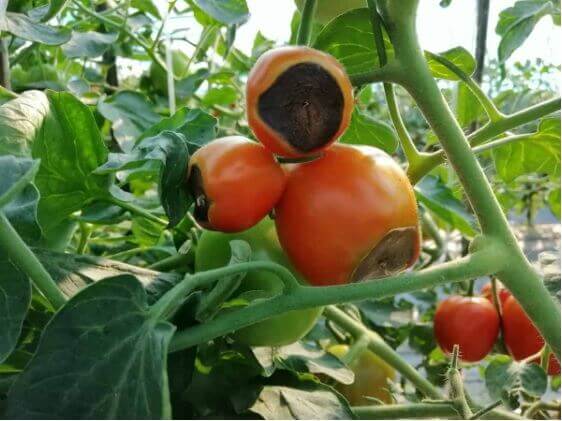 Blossom end rot is a common sight caused by a lack of calcium in the plant. Either the soil does not have enough calcium, or there is not enough moisture to move the calcium to the plant.