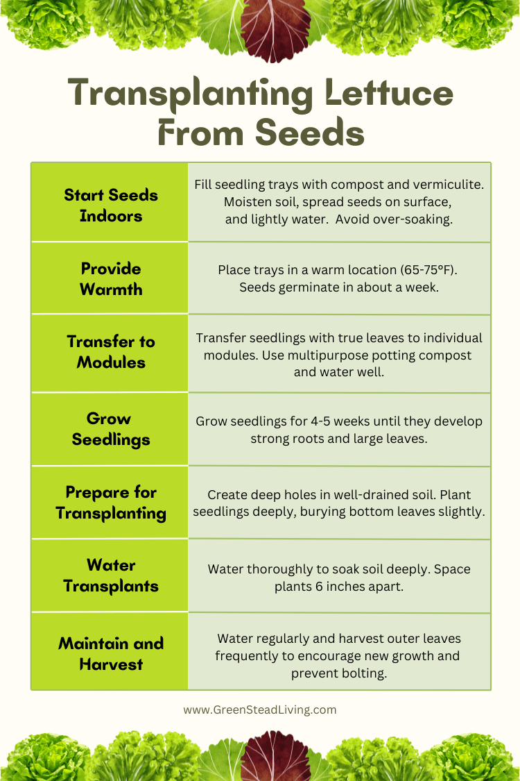 a guide to Transplanting Lettuce From Seeds