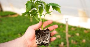 how to grow tomato from seed