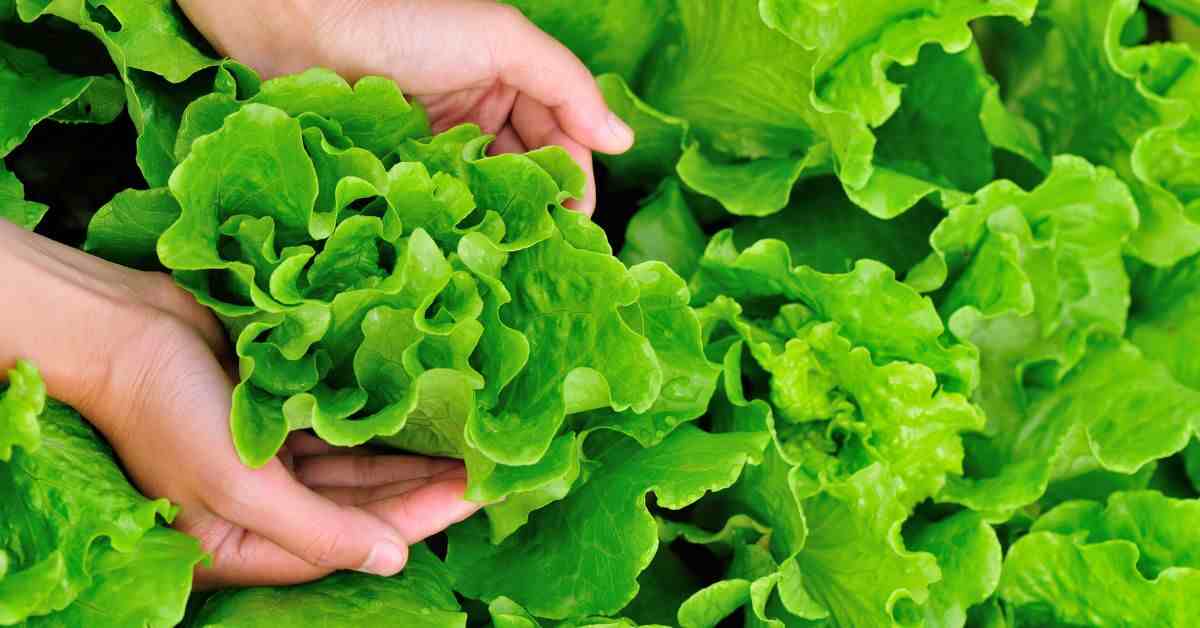 How to grow lettuce from seed