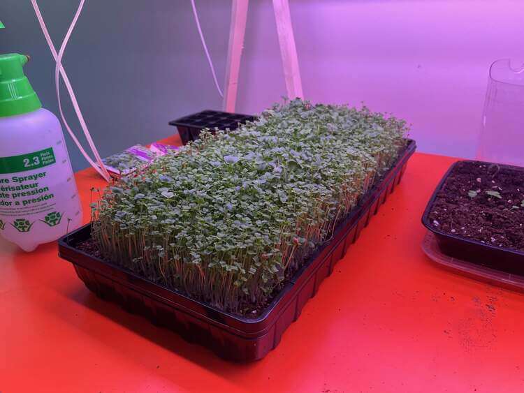 Microgreens after exposure to light