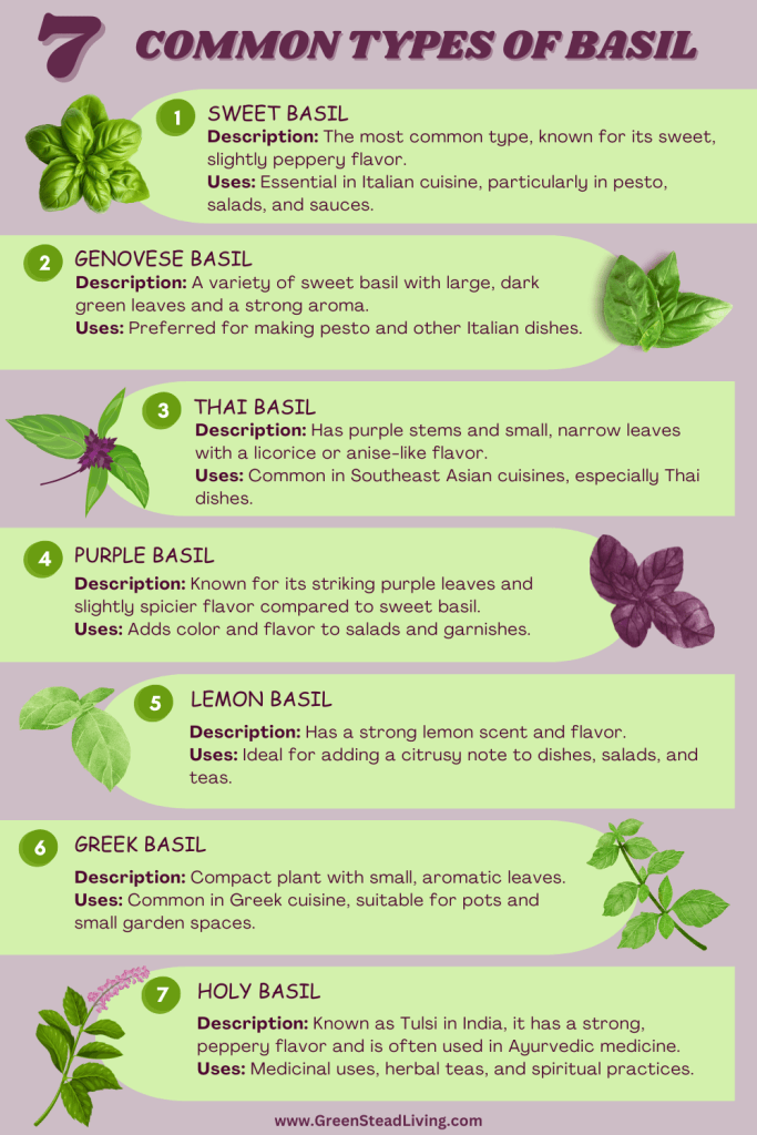 Sweet basil and Genovese Basil are the most common and versatile types, but there are many other wonderful varieties.