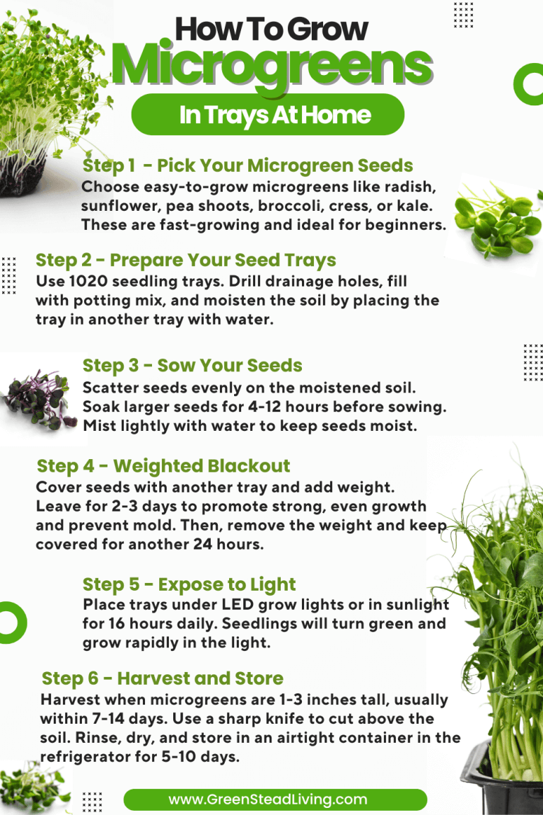 How To Grow Microgreens In Trays At Home
