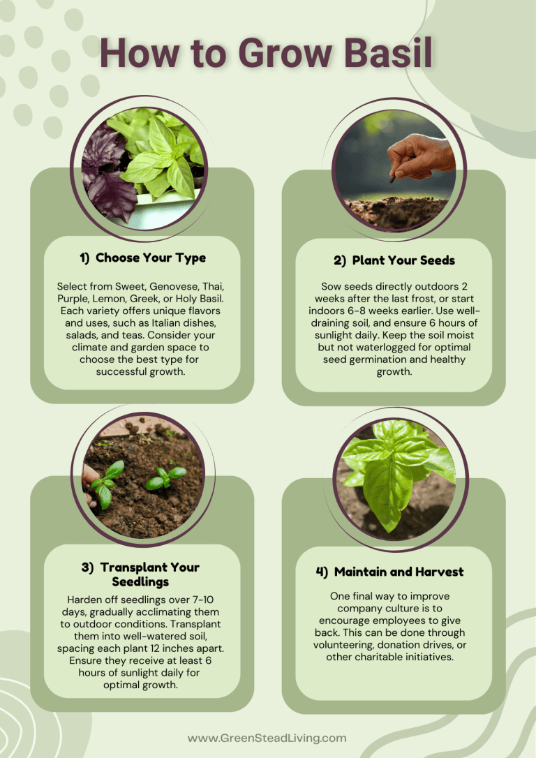 How to Grow Basil From Seed