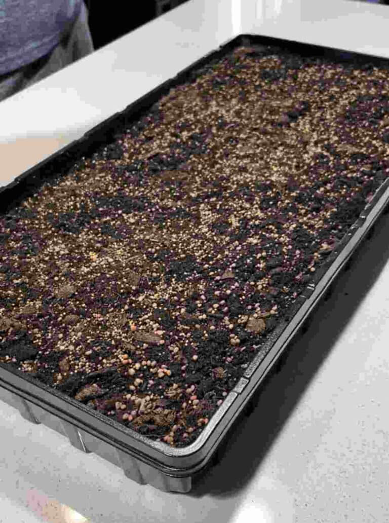 Microgreen sowing seeds