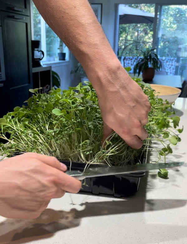 Cutting micro greens with a knife