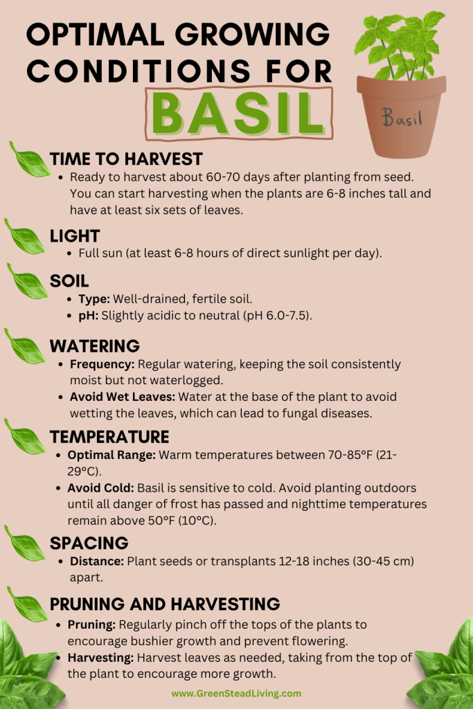 Basil loves sun, warmth, and plenty of water to match, so long as the soil is well-draining.