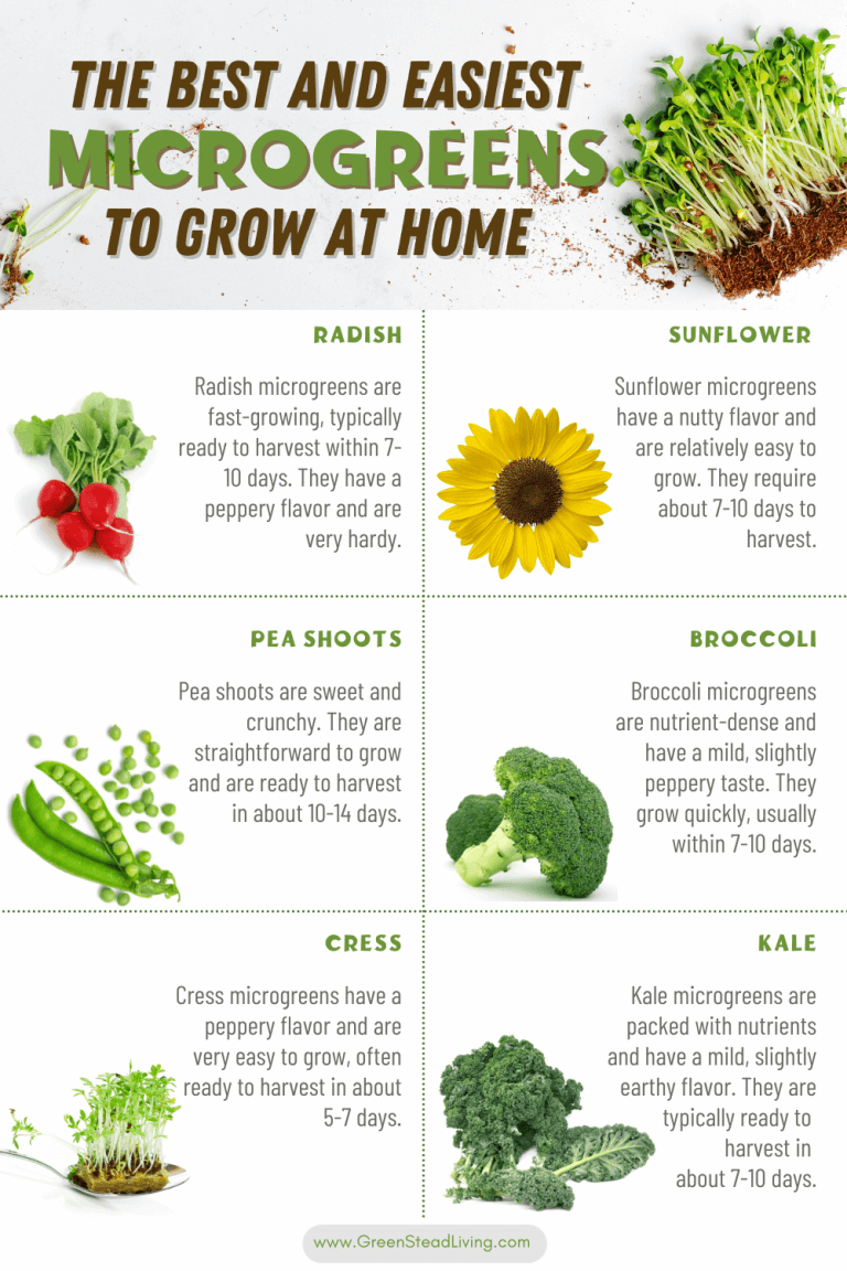 The Best And Easiest Microgreens To Grow At Home