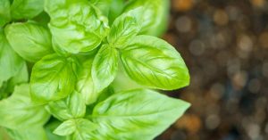 Basil Leaves