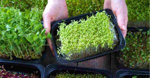 Microgreens image