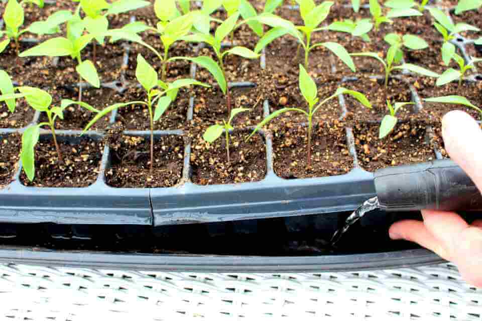 Bottom watering seedlings encourages their roots to spread downwards to find moisture.