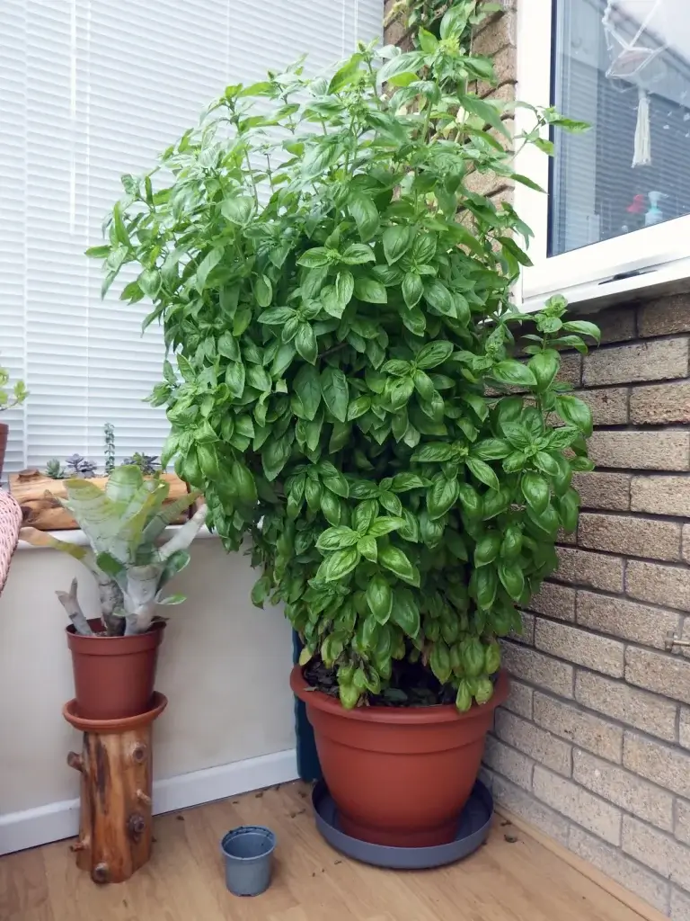 large basil plant